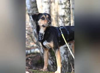 Oskar - sucht endlich ein Zuhause