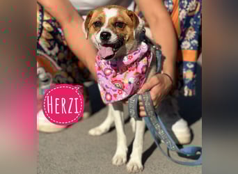 Herzi ein Herzenshund