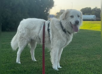Pastorello: Traumhund sucht...
