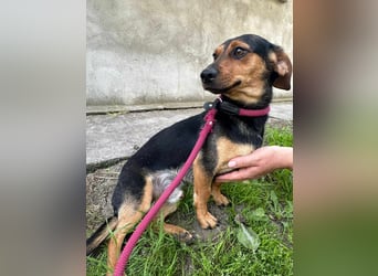 Amigo, geboren 08.04.2023, 35cm sucht sein Zuhause
