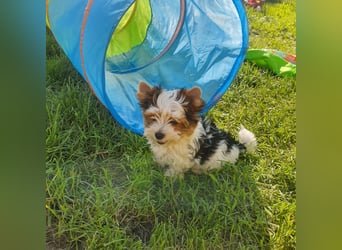 Biewer Yorkshire Terrier a la PomPon reinrassig / selten