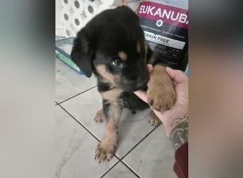 Rottweiler Schäferhund Mischling