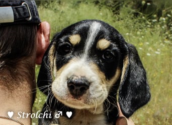 Strolchi und Scippy suchen  noch ein Zuhause