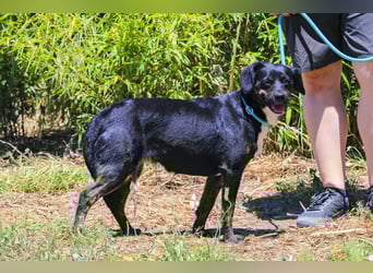 Joia, Mix Labrador / Appenzeller Sennenhund, lieb und sozial
