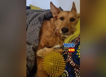 !!!Notfall!!!Thor,geb.06/19,liebenswerter Podenco Rüde sucht seine Familie