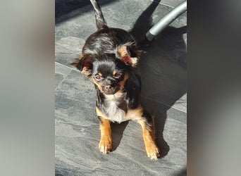 Super hübsche Black&tan langhaar Chihuahua Hündin aus bester Aufzucht