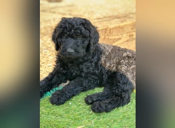 Goldendoodle F1b