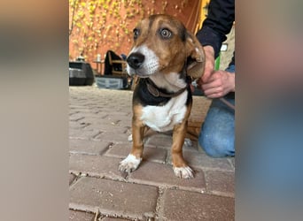 Nelly, geboren 25.12.2024, 29cm sucht ihre Menschen