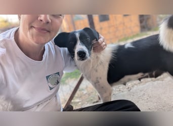 Laika, Schmusebacke und Abenteurerin sucht Zuhause