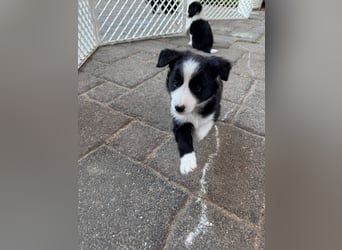 Border Collie welpen