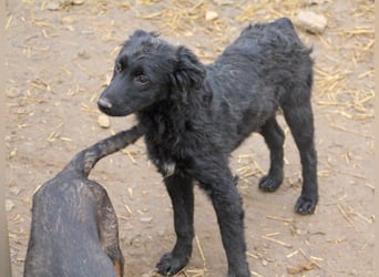Schnuckelige DAYA hat das Potential zum Herzenshund