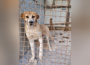 Notfell-Hündin ♥Honey♥ sucht dringend ihre emphatische PS/ES