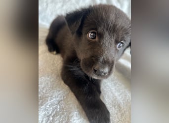 Süße Border Collie -Mudi mix Welpen