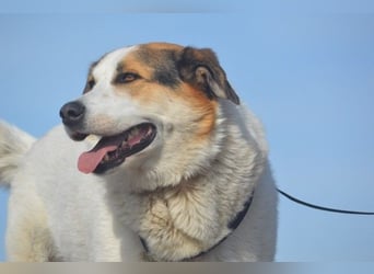 Sharky - Großer gemütlicher Bär sucht Familie zum Liebhaben (47839 Krefeld)