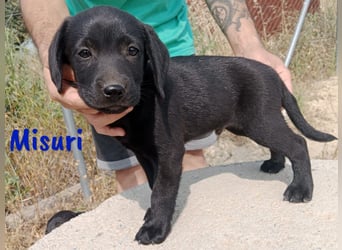 Misuri geb. 03/2025 (ESP) - verschmuster Labrador-Mix Welpe!