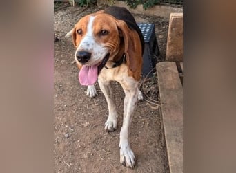 Beagle-Mix Pablito - verspielt und freundlich