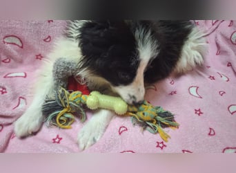 Kleine Lola sucht ein Zuhause