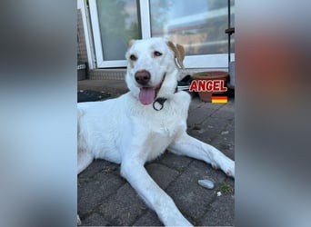 Angel,geb.04/23,ruhige,menschenbezogene Hündin sucht ihre Familie,bereits auf PS in 64754 Mossautal