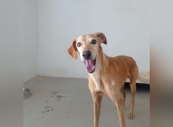 LOGAN-liebevoler,  freundlicher, menschenbezogener, traumhafter Familienhund sucht schönes  Zuhause