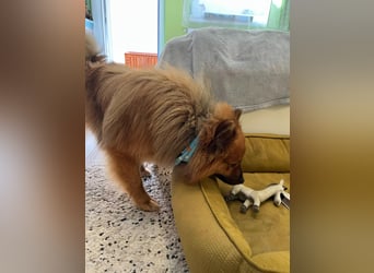 Poldi SR - Sanfter Kuschelfreund sucht ruhiges Zuhause