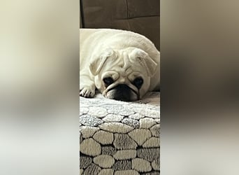 Mops Welpen ( noch 2 Rüde)