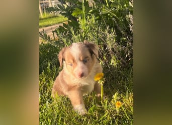 Miniature Australian Shepherd Welpen m. Papieren