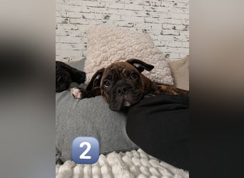 Wundervolle Bulldoggen-Welpen suchen ihr Für-Immer-Zuhause!