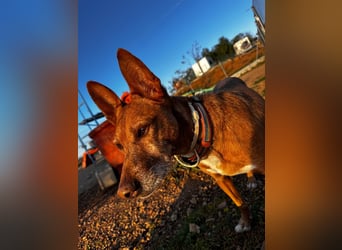 Chico- Podencobub sucht ruhige Familie