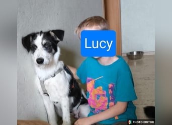 Lucy, unser Sonnenschein sucht ihr Familie, PS in 33034 Brakel