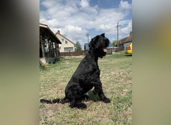 Jacky VI – Lebensfroher Riesenschnauzer sucht aktives Zuhause