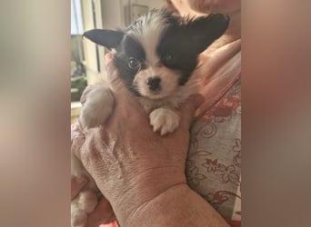Reinrassige Papillon Welpen – Liebevoll in Familienhand aufgewachsen
