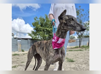 Guapino (TO) Aufgeschlossen, super lieb und verschmust