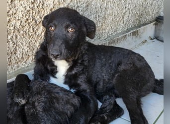 Jane ❤️ neugieres, liebes Hundemädchen
