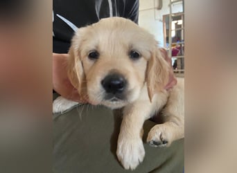 Reinrassige Golden Retriever Welpen creme/dark golden