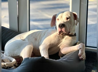 NEUE Welpen sind da.. die reinrassigen Dogo Argentinos mit Ahnenpass