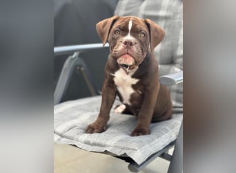 OEB mix Bulldoge old english bulldog