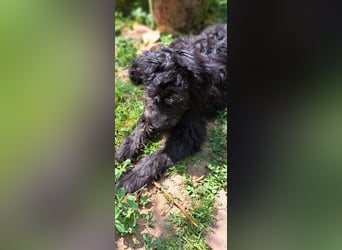 2 putzmuntere Aussiedoodles