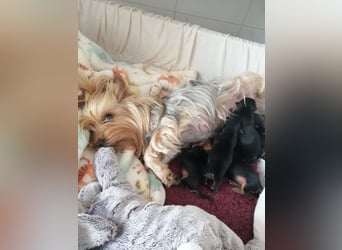 Yorkshire-Terrier Welpen,  reinrassig mit Ahnentafel sofort abgabebereit
