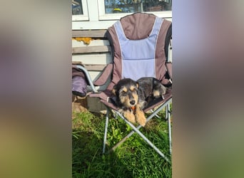 Kleiner Rudine freut sich auf Deinen Besuch