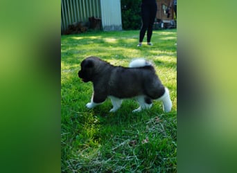 Amerikanische Akita