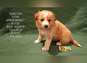 Border Collie-Welpen , black-,choco-,red-white und red-,black-merle