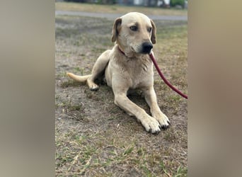 Max, geboren 08.06.2024, 55cm sucht sein Zuhause