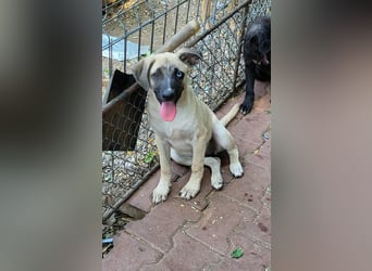 BETTY - so ein tolles Mädchen