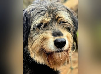 Lilli – Eine zarte Seele auf der Suche nach Vertrauen und einem Zuhause.