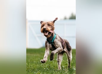 Deutsch Drahthaar KORA sucht eine Familie