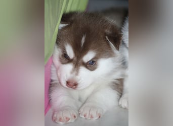 Bright Little Bear Beggin For Trouble