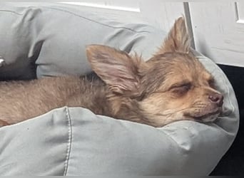 Chihuahua Rüden