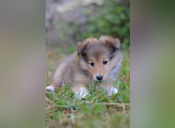 Sheltie Welpen