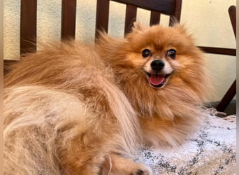 Mogyoro SR- kleiner Pomeranian mit großem Nachholbedarf sucht geduldige Menschen