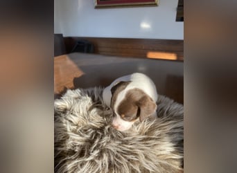 reinrassiger Dansk Svensk Gardhound